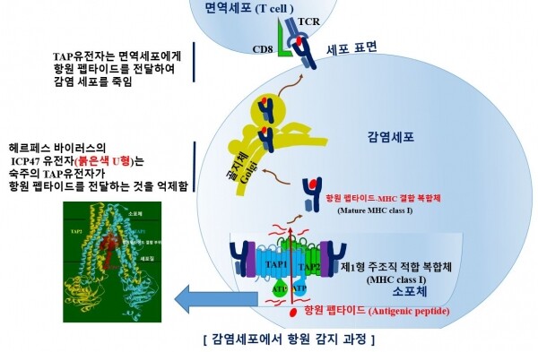 면역회피유전자(icp47)가 항원 감지를 억제하는 과정