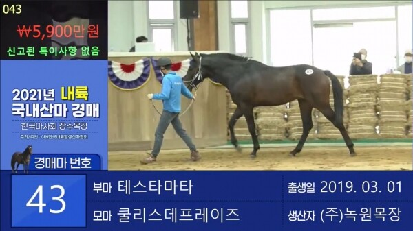 사진은 내륙 국내산마 경매 현장의 유튜브 라이브 중계 캡쳐