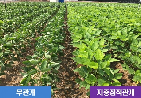 지중점적 관개 콩 생육
