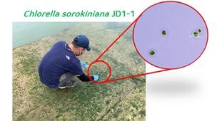 클로렐라 소로키니아나 JD1-1 균주 시료 채취 및 현미경 사진