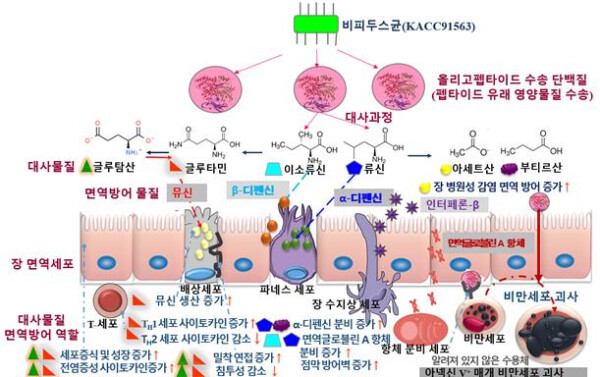 장내 면역 작용 기작