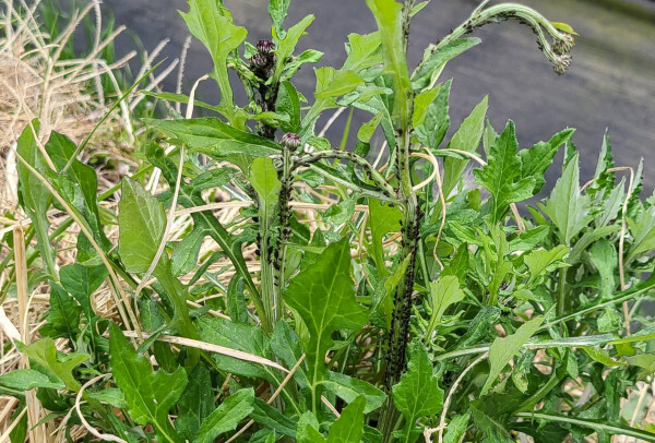 잡초에 서식하는 바이러스에 감염된 진딧물