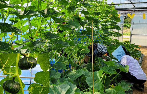 단호박 재배연구 현장