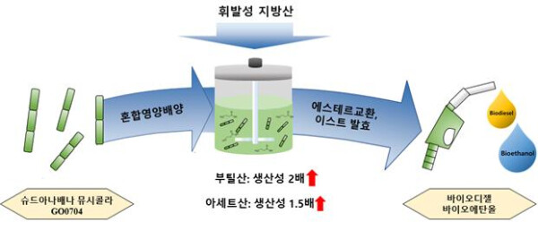 자생 미세조류를 활용한 바이오연료 생산성 연구 과정