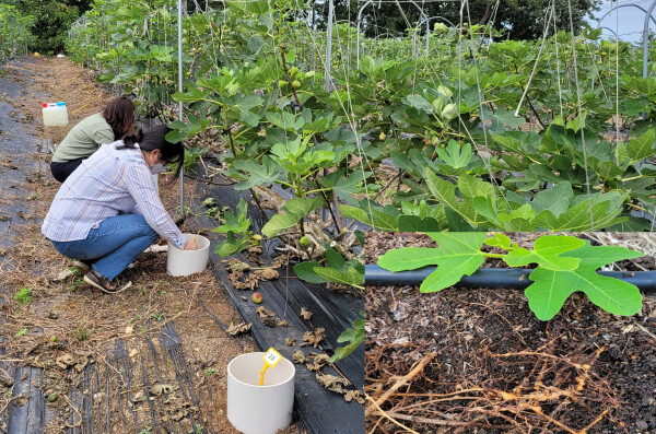 무화과 뿌리썩이선충 피해조사