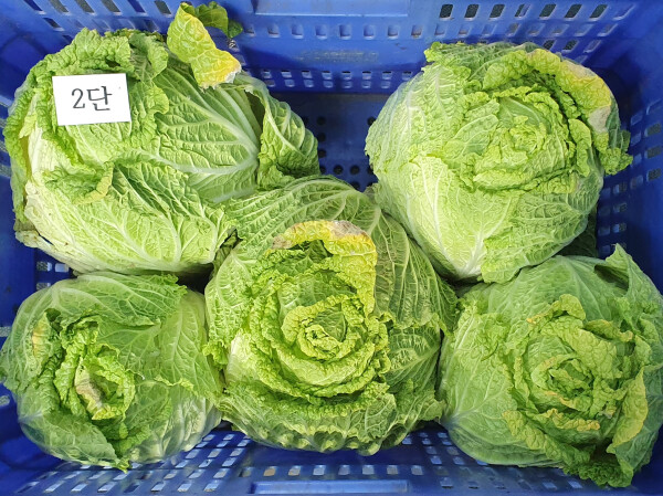 필름 포장 기술을 적용한 배추
