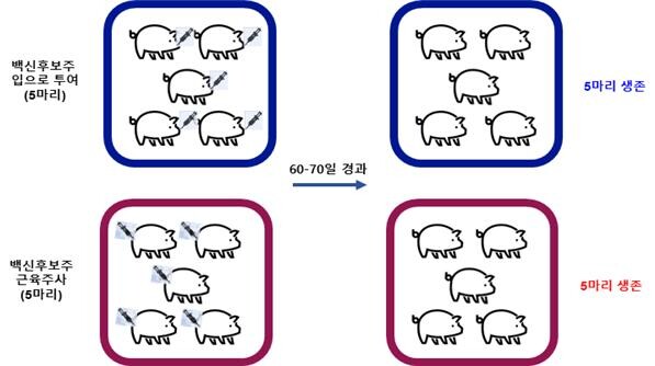 백신후보주 안전성 연구 결과
