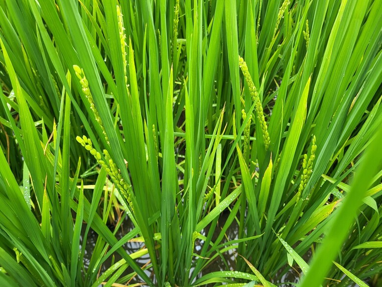 해충 피해 보이면 적극 방제(농촌진흥청 제공)