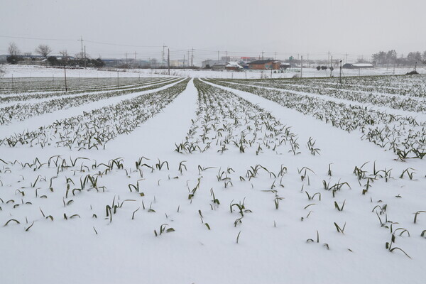 무안 마늘농가 방문