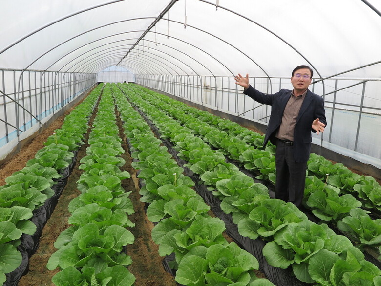 제1만호 신품종 '청복' 품종 설명