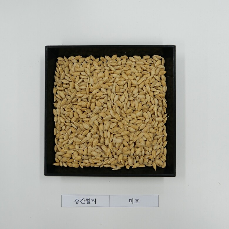 농진원 제공