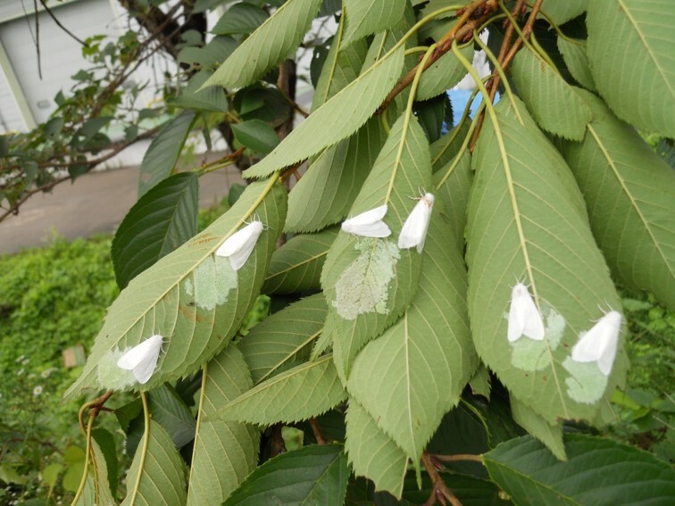 미국흰불나방 알(국립산림과학원 제공)