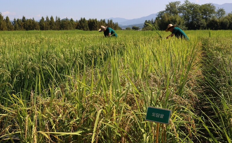 11PHMM9175도담쌀 포장관리