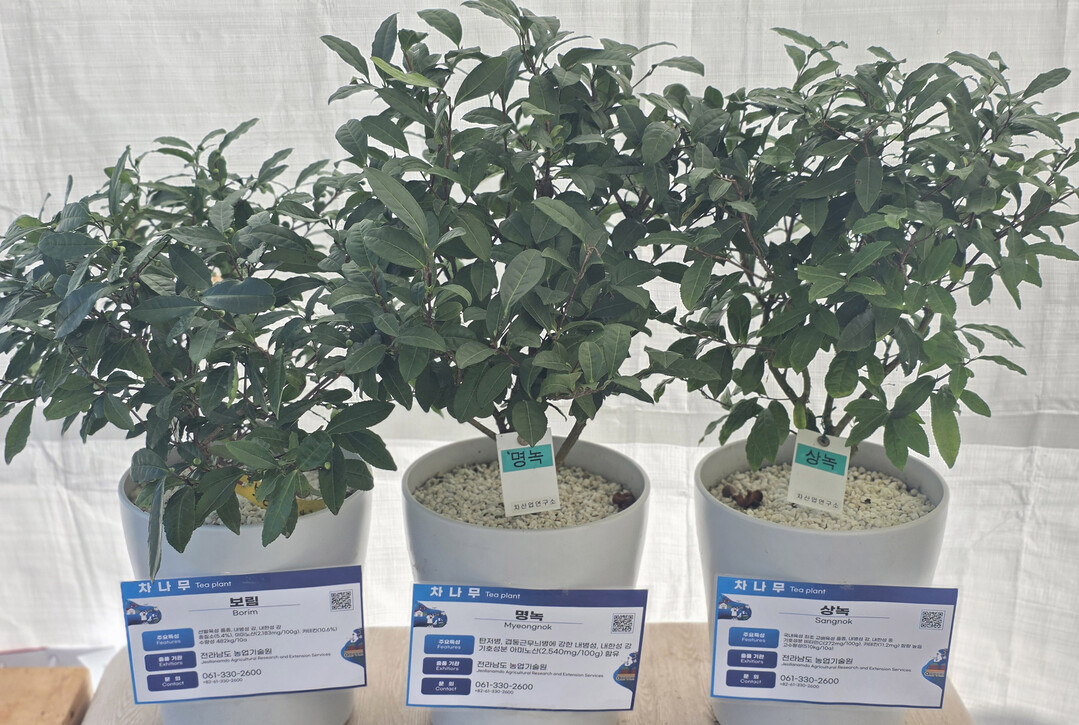 전남 차나무 품종, ‘2025 국제종자박람회’서 우수성 입증