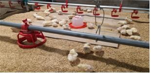 국립축산과학원, ‘육계 발육표준’ 현행화 조사 착수