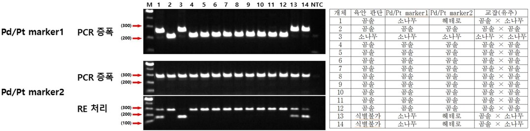 유전체 분석기술 통해 ‘소나무와 곰솔’ 구분 기술 확보