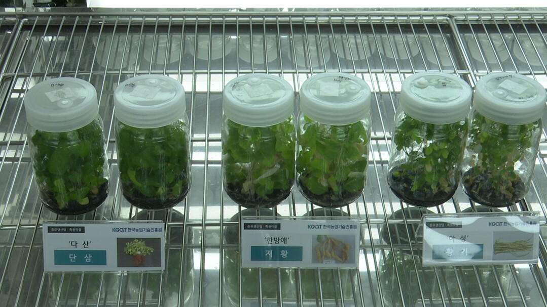조직배양 무병묘 보급 확대로 신품종 확산 앞당긴다!