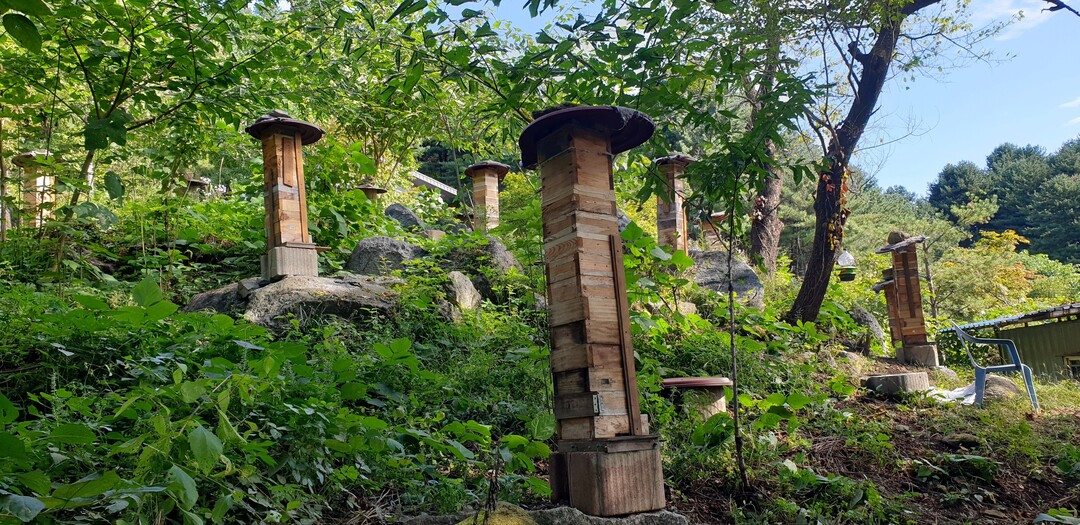 경기도, ‘26년 한봉(토종벌) 꿀 브랜드 생산·유통기반 지원’ 본격 추진