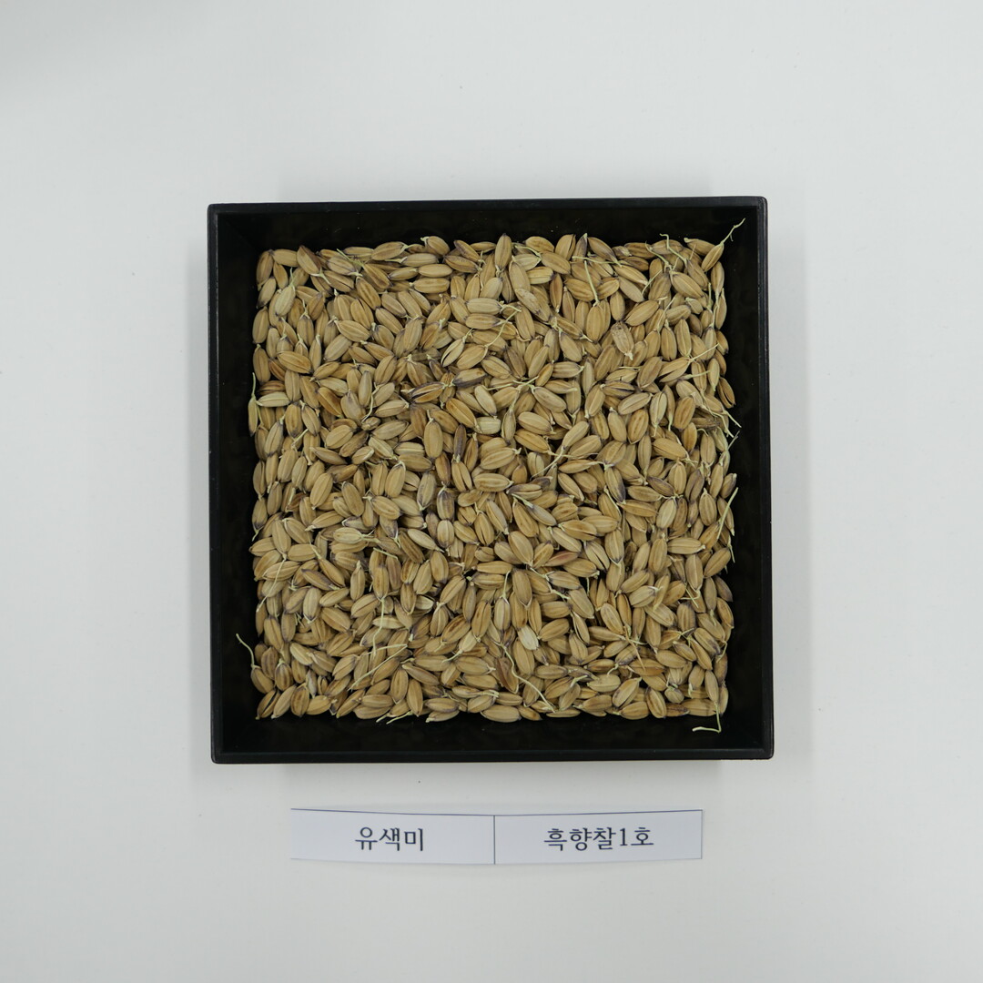 2026년 특수미 벼 종자, 개별 신청 시작