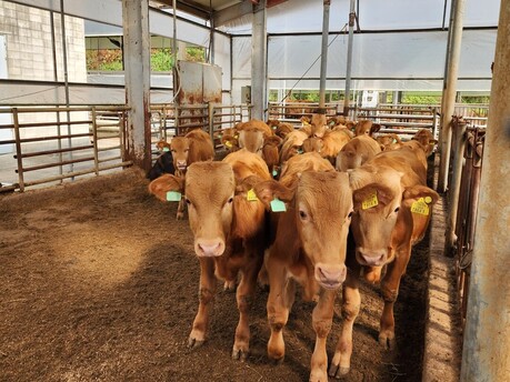 경기도, 한우 산업 위기 정면 돌파… ‘2026 경기 한우 명품화’에 46억 투입