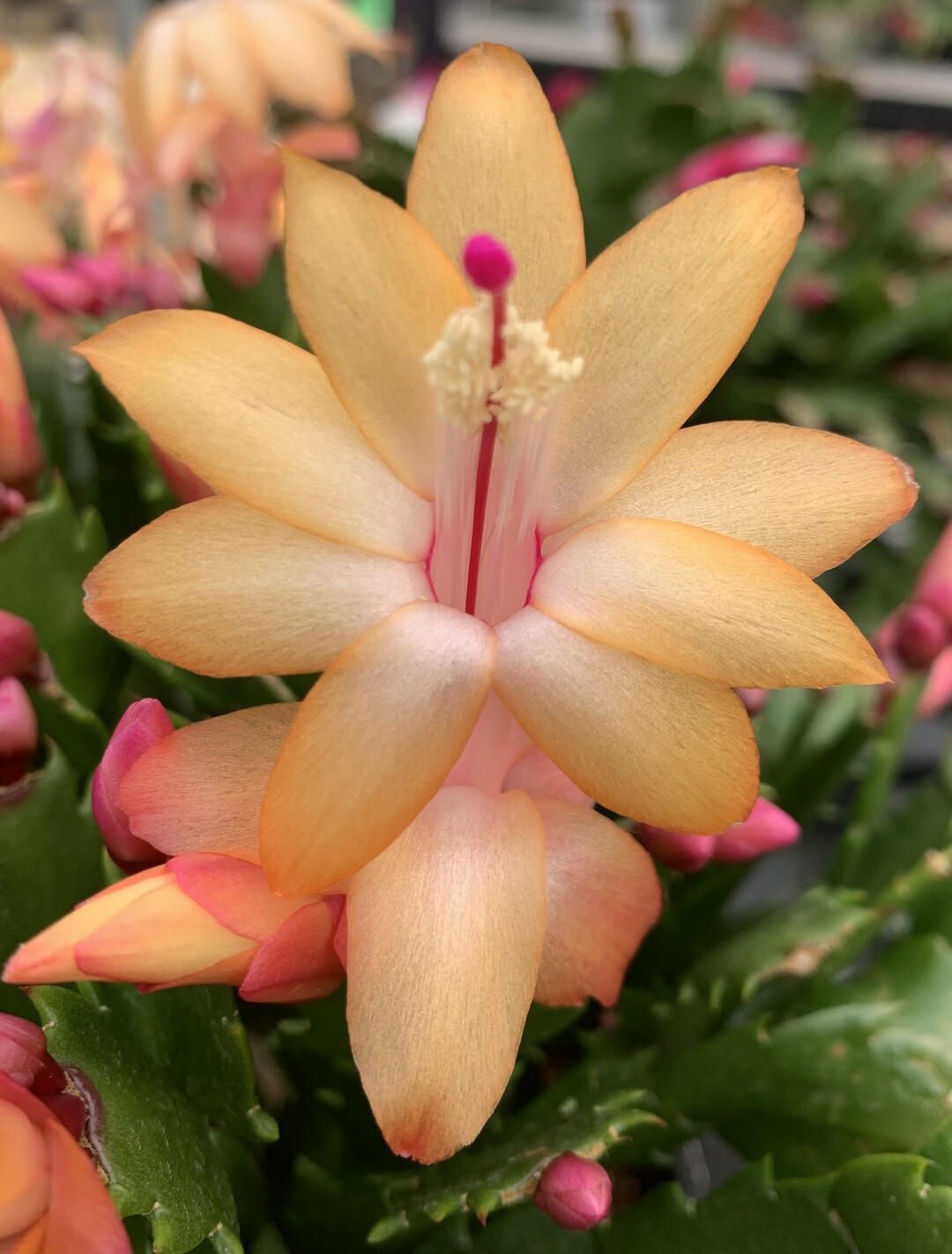 국내 육종 기술로 개발된 게발선인장 신품종 ‘듀얼라벨’과 ‘골드라벨’ 출시