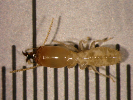 보이지 않는 위협, ‘흰개미’… 목조건축 안전 흔든다