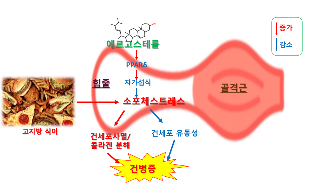 산림버섯 유래 에르고스테롤,  비만성 힘줄 손상 억제 효과 확인