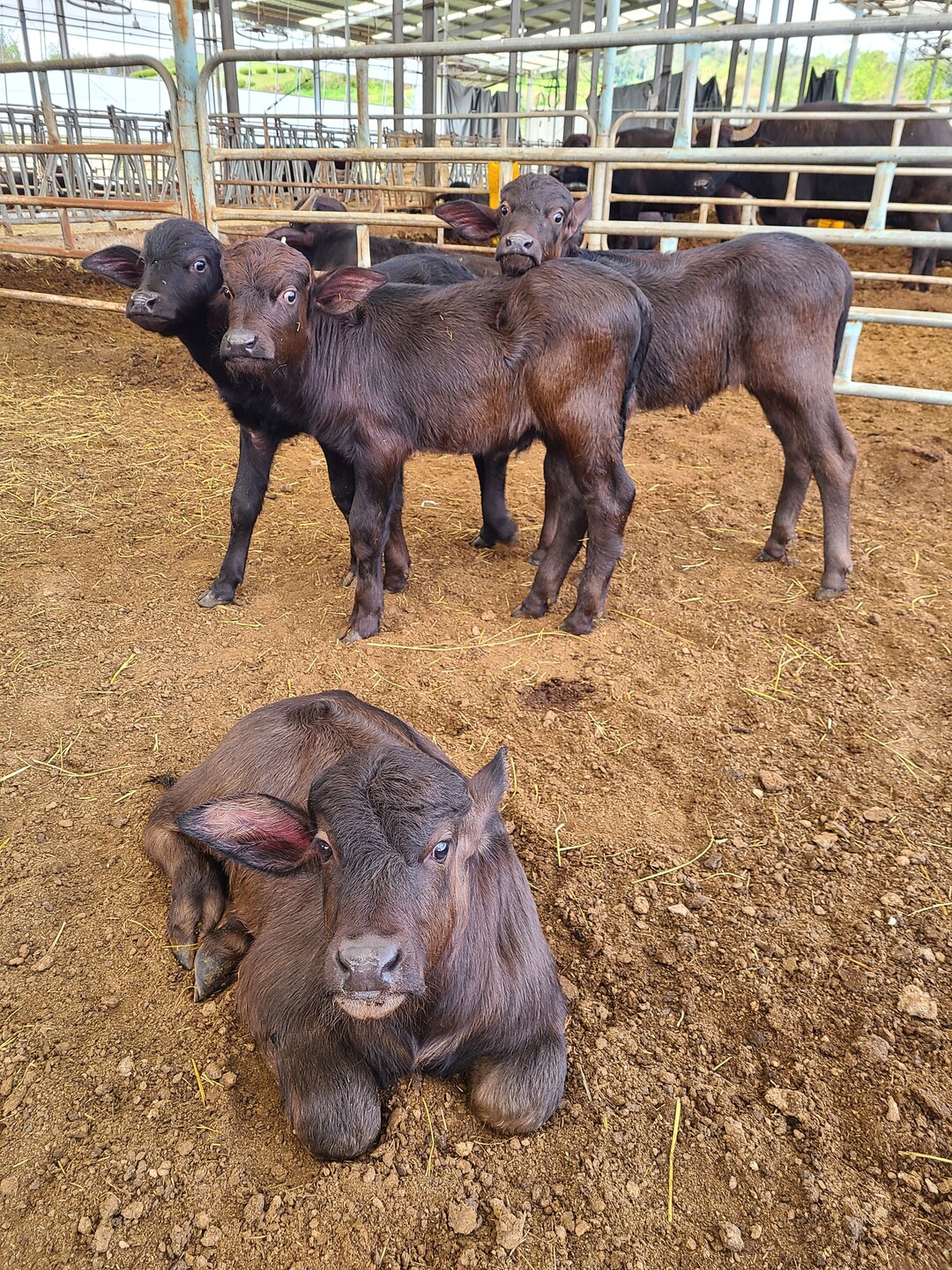 경기도, 국내 최초 ‘이탈리안 물소’ 번식 성공…