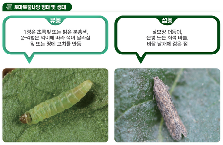 글로벌아그로, 토마토뿔나방 방제 프로그램 제안