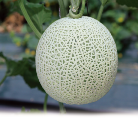 동오시드 고품질·재배안정성 높은 품종으로 멜론 시장 공략