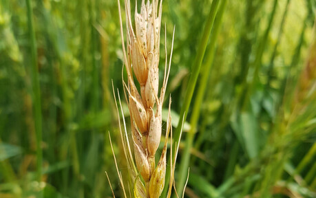 전남농기원, 맥류 붉은곰팡이병 비상... “개화기 선제 방제 시급”