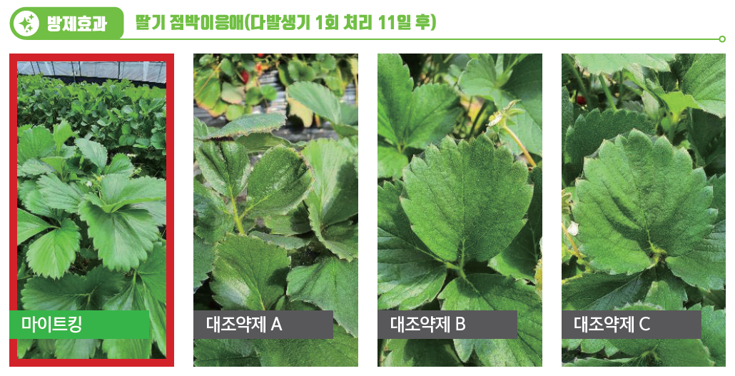 고온·건조 날씨에 응애 비상, 방제전략 달라져야