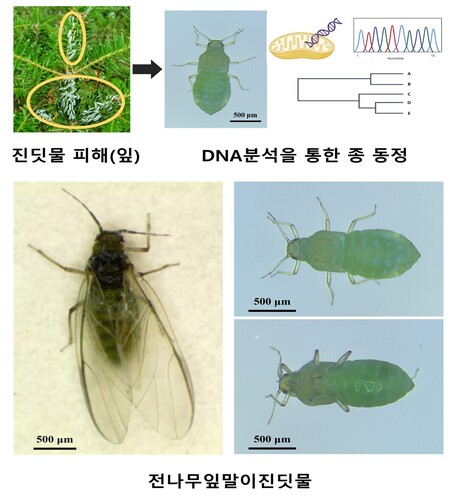 구상나무 생장 억제 진딧물, ‘친환경 미생물’로 방제한다