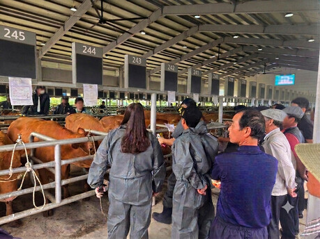 경기북부 한우농가에 우량 숫소 9마리 분양…출품 개체 모두 낙찰