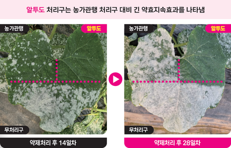 가을철 시설채소, 흰가루병 저항성 관리의 새로운 솔루션