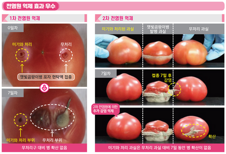 시설 잿빛곰팡이병, 한 번 발생하면 대응 어렵다!