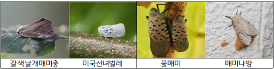 경기도, 10월 돌발해충 적기 대응 성충기 협업 방제 총력